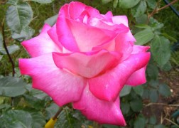 Teahibrid rózsa / Gaumo